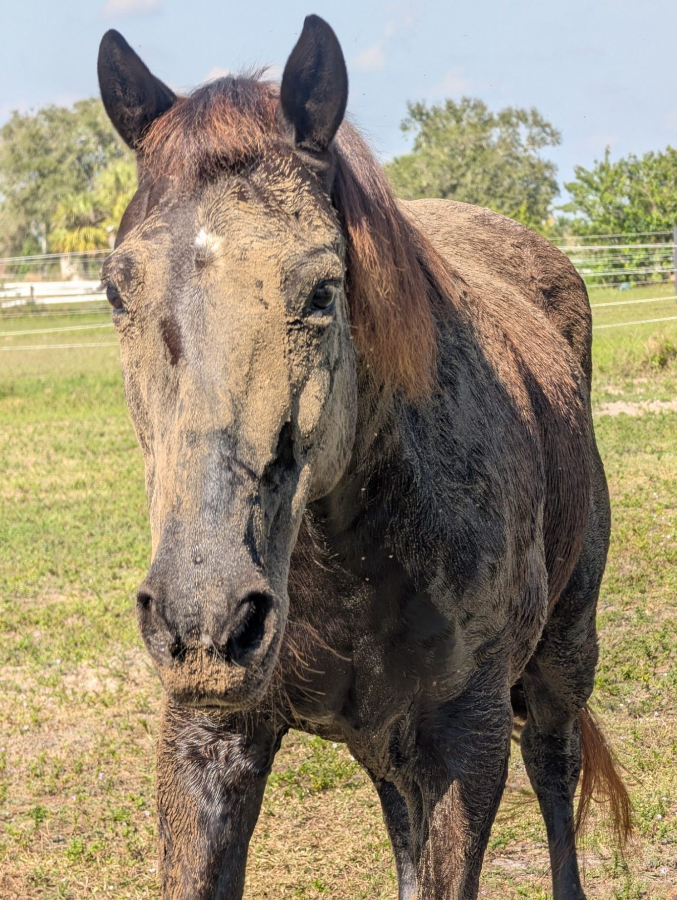 Horse Covered in Dirt
