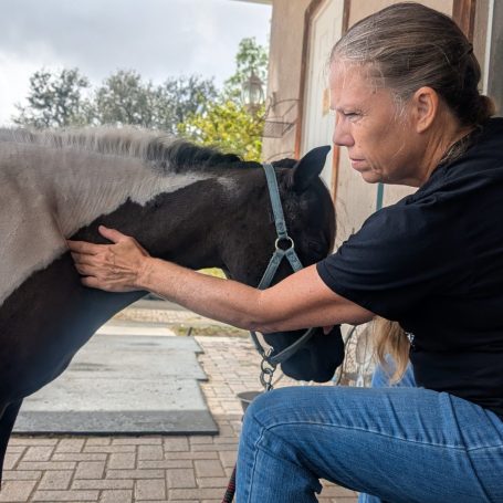 Mini Horse Massage
