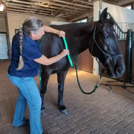 Horse Massage Fascia