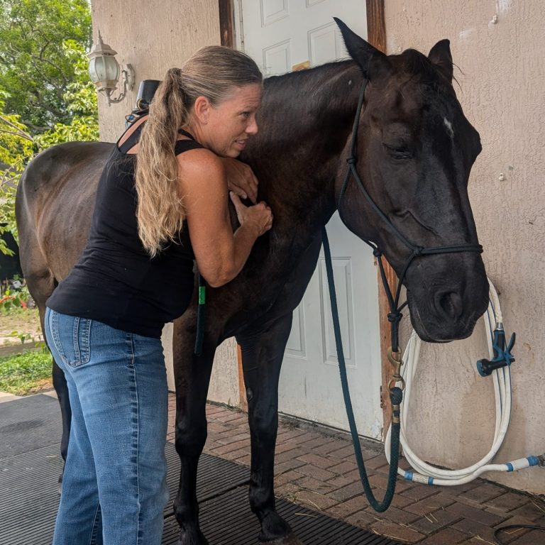 Equine Massage Stress Points