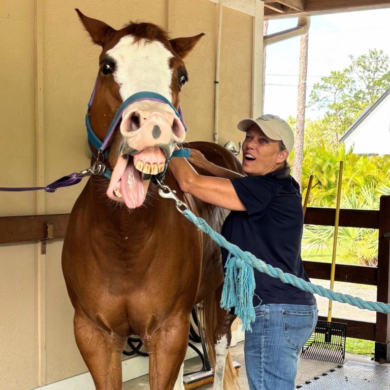 Horse Massage Yawning